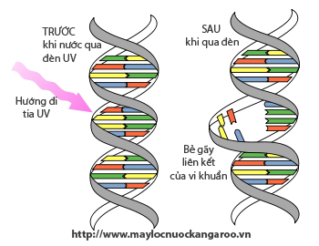 Tia UV bẻ gãy liên kết của vi khuẩn Tia UV bẻ gãy liên kết của vi khuẩn